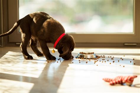The entire process usually takes a little over a month or so, with many puppies not being completely weaned until they're about 8 weeks old. Is Beneful Dog Food Killing Your Dog? | LawCall