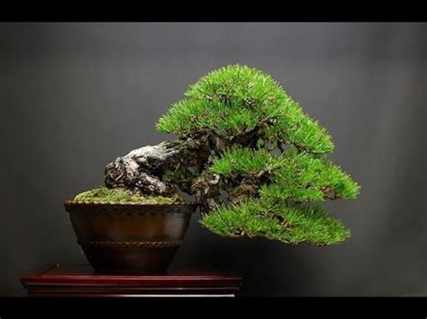Adopting a bonsai grants membership to the zenft garden. Semi Cascade Bonsai Style | Aneka Ragam Bentuk Bonsai