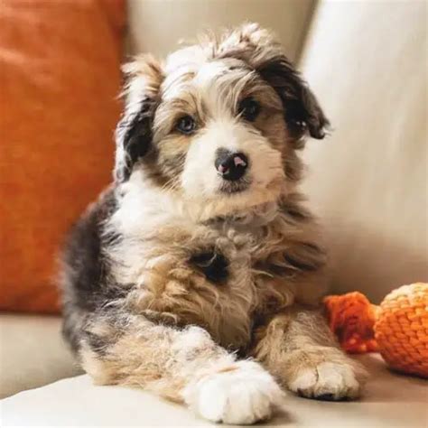 Aussiedoodle Dog Colors A Complete List Of 12 Coat Colors