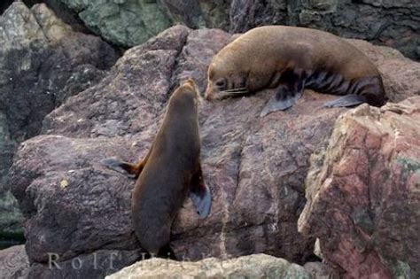 New Zealand Ocean Animals Photo Information