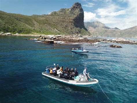 Cape Town Seal Snorkeling At Duiker Island Hout Bay Getyourguide