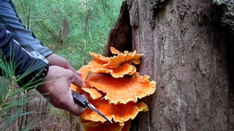 How Fast Does Chicken Of The Woods Growand A New Recipe Youtube