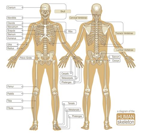 Bone Anatomy Diagram