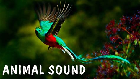 100 Amazing Animals Colorful And Intelligent Birds Of The Rainforest