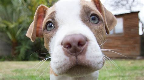 Before you consider some pitbull puppies for sale, here is some further information and tips about them. Pitbull Puppies - Pitbull Pups - Pitbull Puppy Care And Info