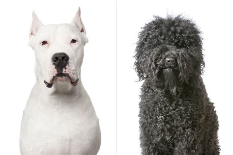 American Kennel Club Just Announced Two New Dog Breeds — Meet The Cool