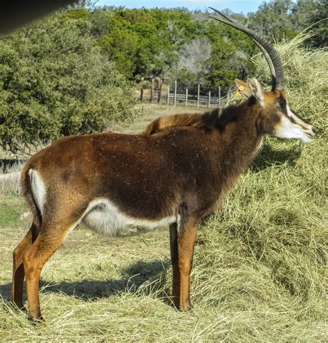 Cannundrums Sable Antelope