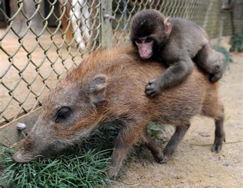 Boar And Monkey Photos Animal Odd Couples Ny Daily News