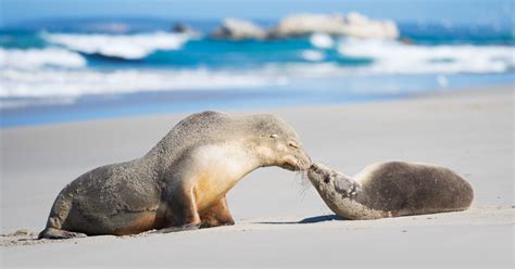 Adelaide 3 Day Guided Kangaroo Island Wildlife Excursion Getyourguide