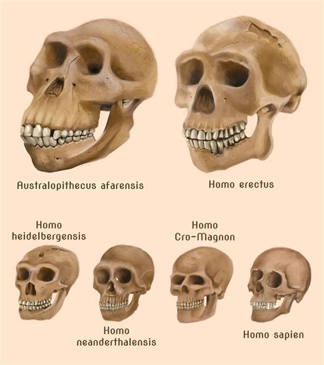 Human Evolution Skulls By Amircea On Deviantart Evoluzione Umana