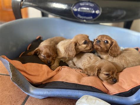 Pure Bred King Charles Puppies - Dogs For Sale Ireland