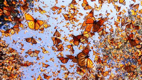 How Long Is The Monarch Butterfly Migration Blue Monarch Butterfly