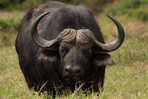 Cape Buffalo At Addo Park South Africa 1 Free Photo Download Freeimages