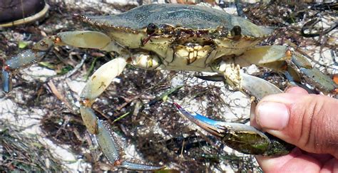 Southwest Florida Shoreline Studies Blue Crab