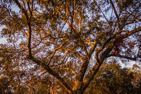 Free Images Sunrise Tree Canon Xc10 Speedlite Autumn Leaves