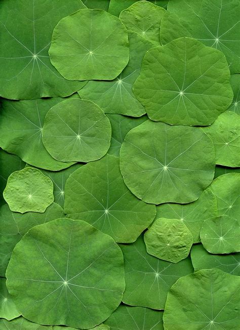 Green Leaves Are Arranged In The Shape Of Waterlilies On A Leafy Surface