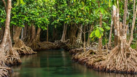 What Are Mangroves Their Importance And Preservation American Oceans