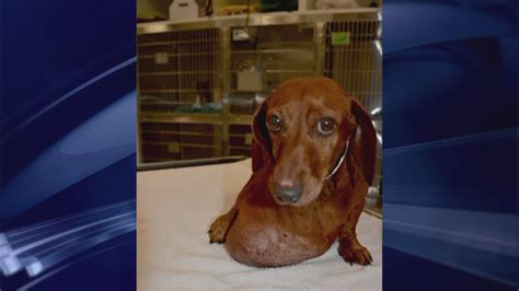 Dachshund Recovering After Removal Of Large Tumor