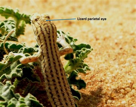 Lizard Surprises Third Eyes And Molecular Mystery Toes Northwest