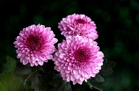 Chrysanthemum Pink Flowers Free Photo On Pixabay Pixabay