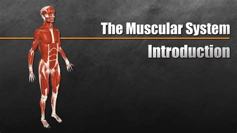 Total Muscles In The Human Body Muscle Human Body Parts Pre