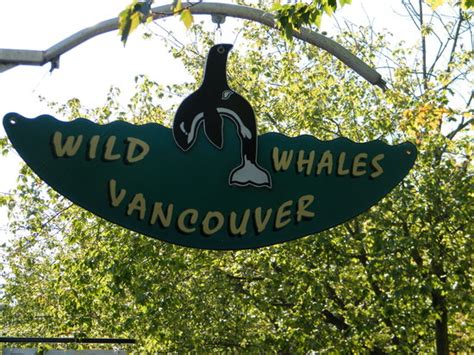Wild Whales Vancouver Lo Que Se Debe Saber Antes De Viajar Tripadvisor