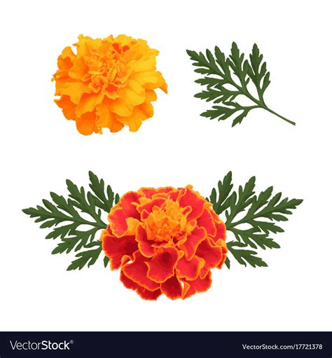 Marigolds isolated on white Royalty Free Vector Image