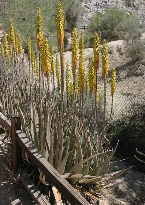 Celebrate and remember the lives we have lost in san diego, california. San Marcos Growers > Products > Plants > Another Image