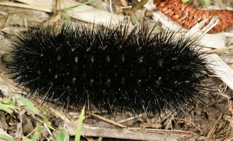 Giant leopard moth (hypercompe scribonia). Giant Leopard Moth caterpillar | Flickr - Photo Sharing!