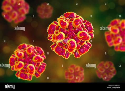 Hepatitis E Virus Fotografías E Imágenes De Alta Resolución Alamy