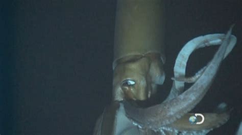 Giant Squid Amazing Deep Sea Footage Reveals Giant Squid In Natural