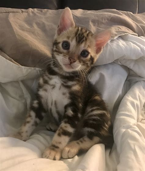 Bengal Cats For Sale Chicago IL 278207 Petzlover