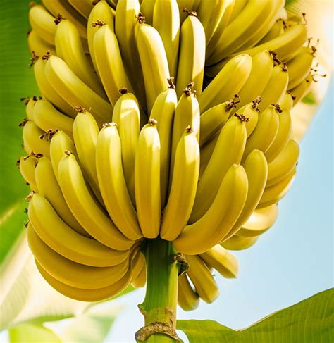Bananen von SanLucar - Früchte laden zum Träumen ein