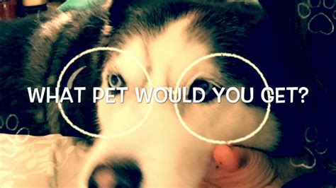 Video Prompt What Pet Would You Get Youtube