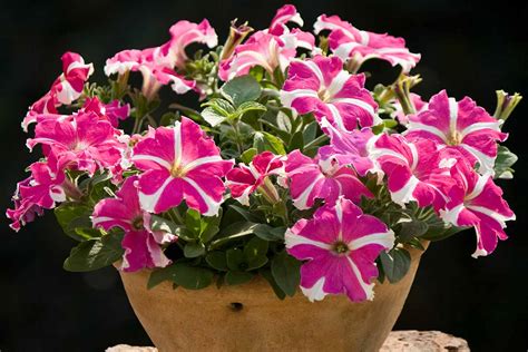 How To Grow And Care For Petunias Gardeners Path