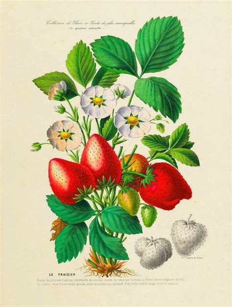 Antique French Botanical Print Strawberries Illustration Etsy In 2021