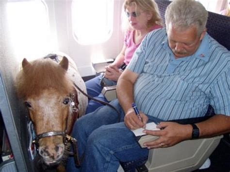 In the business cabin on intercontinental flights: Miniature HORSES can now travel as service animals on ...