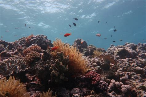 Global Heating Kills Half The Corals On The Great Barrier Reef