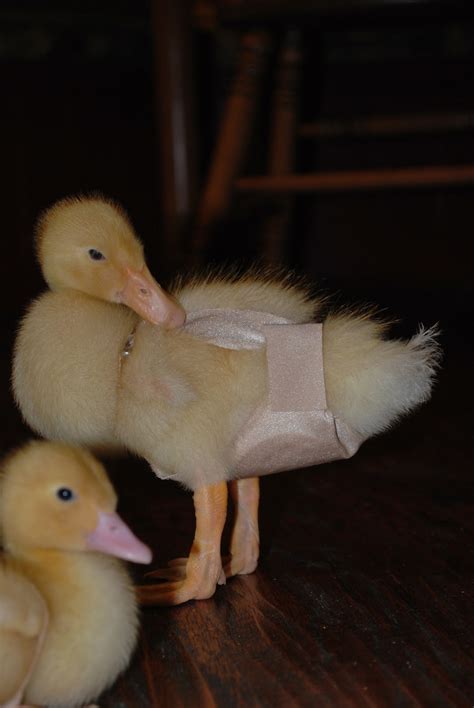 For most of a day, she lost interest in this diapering charlie game, but in the late afternoon she wantet to put me back in a diaper, and i had to let her do it. Sam's Story: Ducks in Diapers, Duh