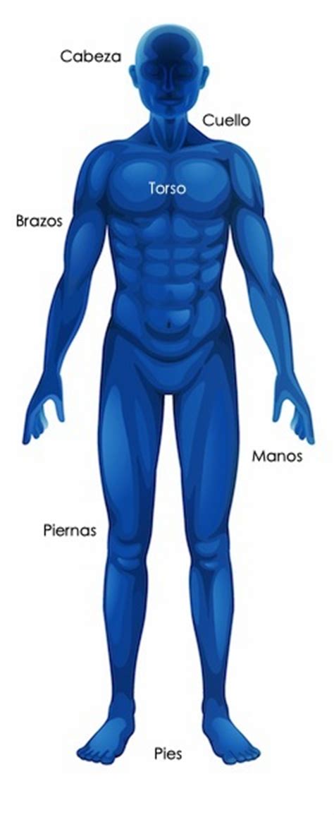 Anatomía Del Cuerpo Humano Información Y Características