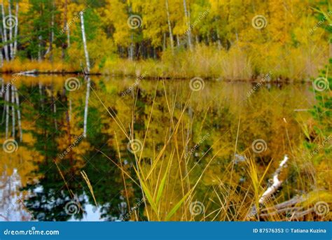 Forest Lake Stock Image Image Of Ecosystem Beautiful 87576353