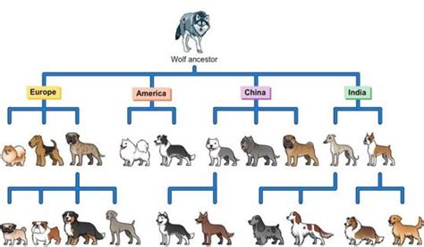 Evolution Of Dog Breeds News