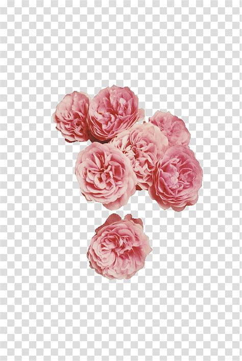 Aesthetic Grunge Pink Petaled Flowers Transparent