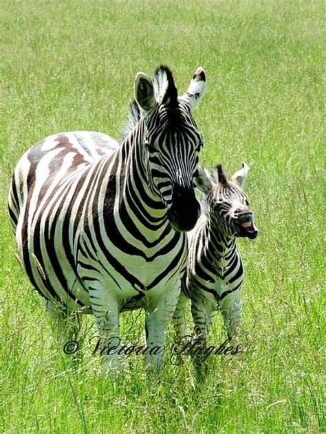 Mama And Baby Zebra Flickr Photo Sharing