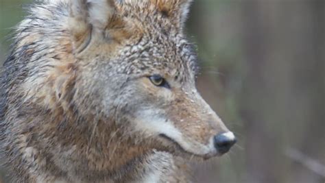 Coyote Canis Latrans Alpha Male Showing Signs Of Aggression And