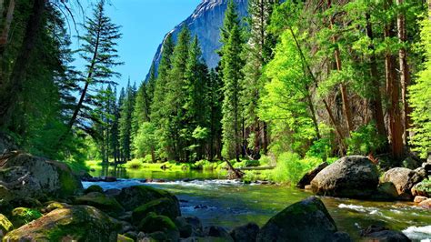 Mountain River Rock Pine Forest Wallpaper For Desktop 8915 2560x1600