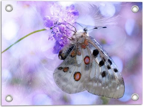 Wallclassics Tuinposter Doorzichtige Vleugels Van Vlinder X