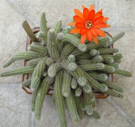 How to propagate echinopsis chamaecereus. 17 Best images about Chamacereus ( peanut cactus ) on ...