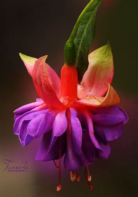 73 Best Images About Fuchsias Varieties On Pinterest Flying