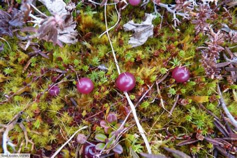 Plants Of The Taiga A List Of Taiga Plants With Pictures And Facts